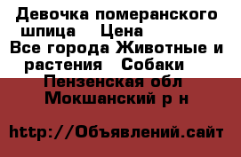 Девочка померанского шпица. › Цена ­ 40 000 - Все города Животные и растения » Собаки   . Пензенская обл.,Мокшанский р-н